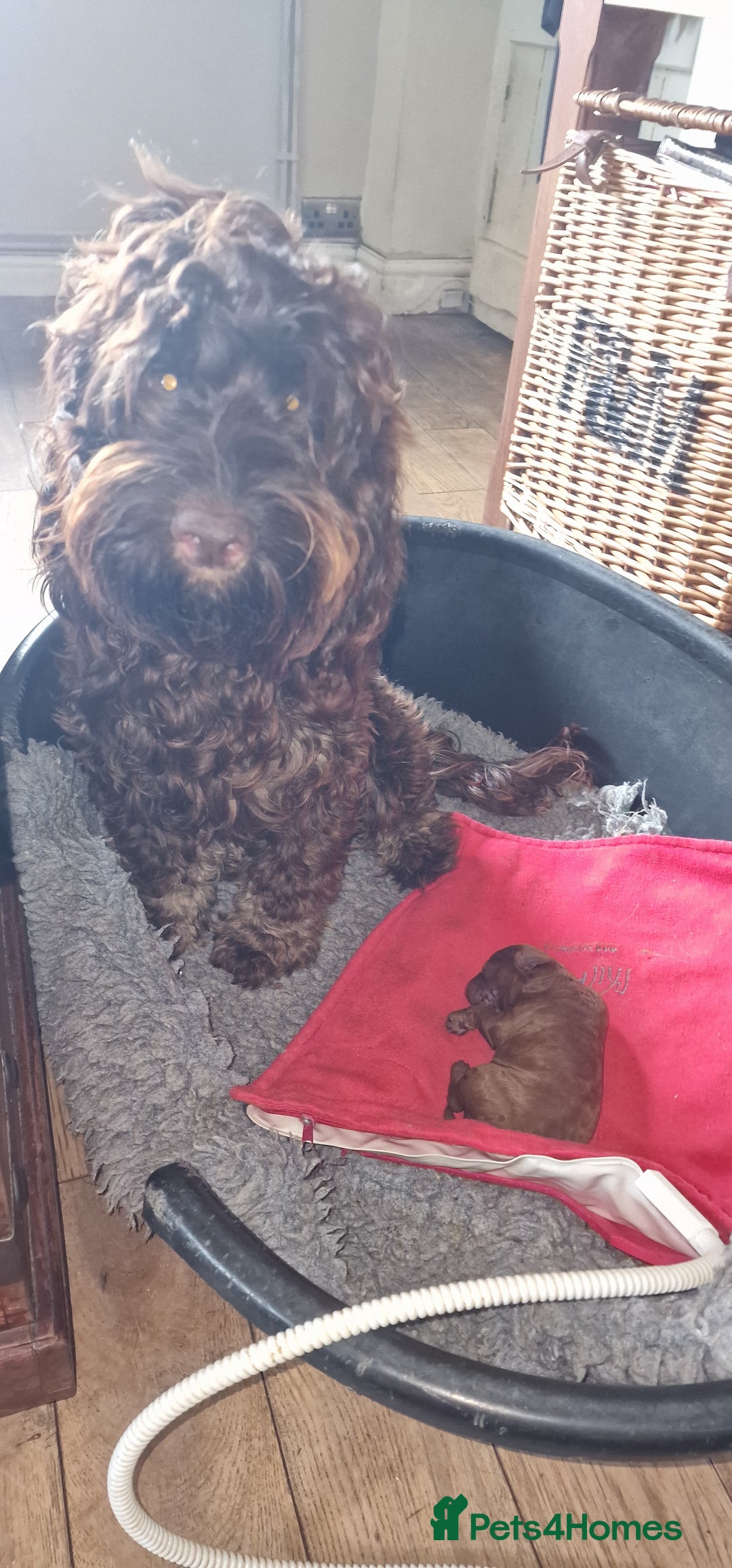 Cockapoo dogs for sale: F1b Cockapoo Puppy Male Red - Image 10
