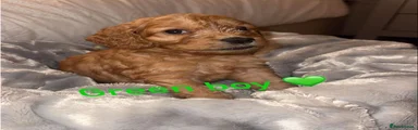 Green boy 