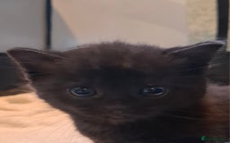 Scottish Fold cats for sale: Scottish kittens for sale  - Image 4