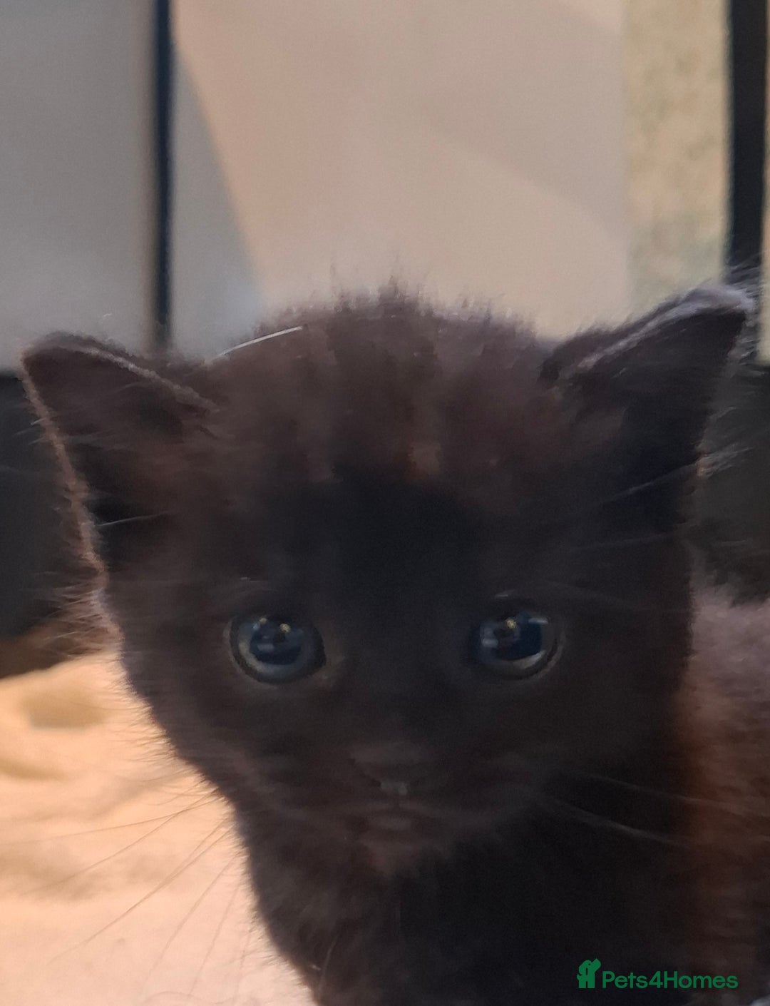 Scottish Fold cats for sale: Scottish kittens for sale  - Image 4