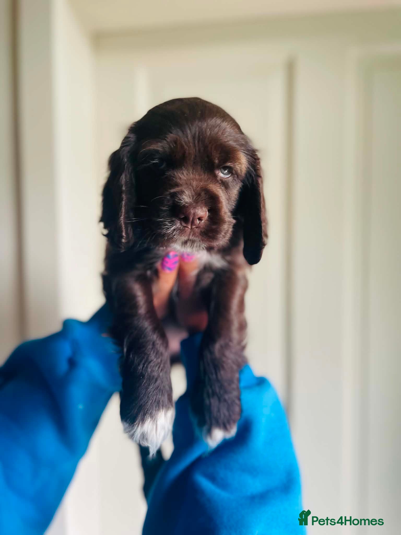 Mixed Breed dogs Stunning Colonial Cocker Spaniel Girls - Advert 9