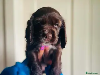 Mixed Breed dogs Stunning Colonial Cocker Spaniel Girls - Advert 9