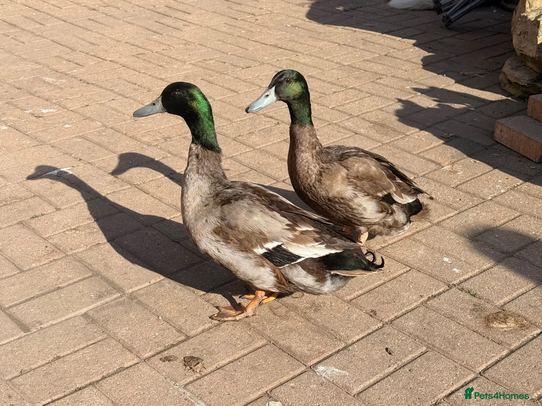 Ducks poultry for sale: Khaki campbell  - Advert 1