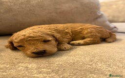 Cavapoo dogs for sale: Adorable Cavapoo Puppies – Ready for Loving Homes - Image 14