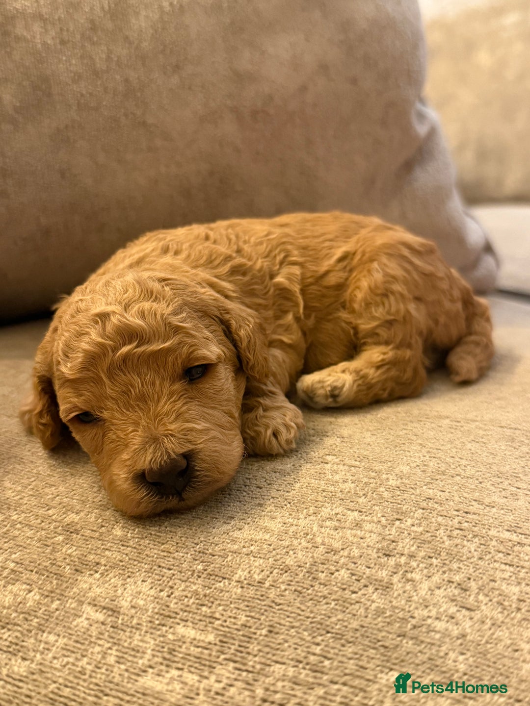 Cavapoo dogs for sale: Adorable Cavapoo Puppies – Ready for Loving Homes - Image 14