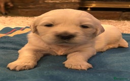 Golden Retriever dogs for sale: Chunky, cream pups - Image 40