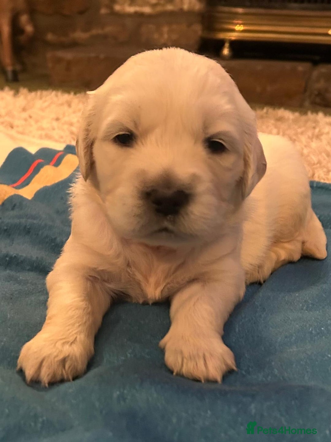 Golden Retriever dogs for sale: Chunky, cream pups - Image 40