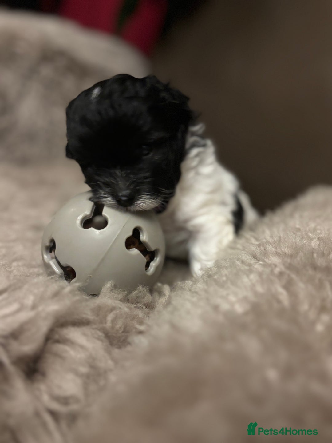 Mixed Breed dogs for sale: Adorable Bolonoodle Puppies - Advert 19
