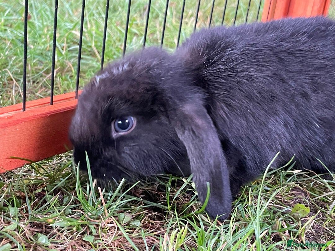 Mini Lop rabbits for sale: Male mini lop babies READY TO LEAVE  - Image 6