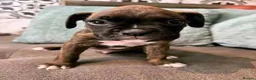 Boxer dogs for sale: Exceptional Boxer in Southampton - Advert 9
