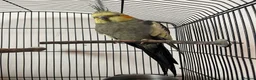 Cockatiels birds for sale: Gorgeous boy Paolo - Advert 2