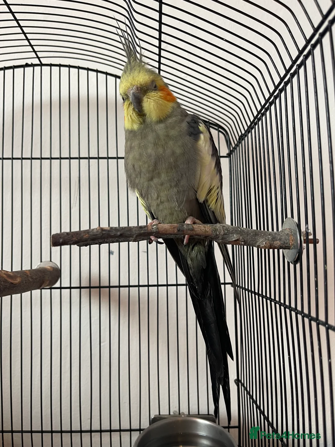 Cockatiels birds for sale: Gorgeous boy Paolo - Advert 2