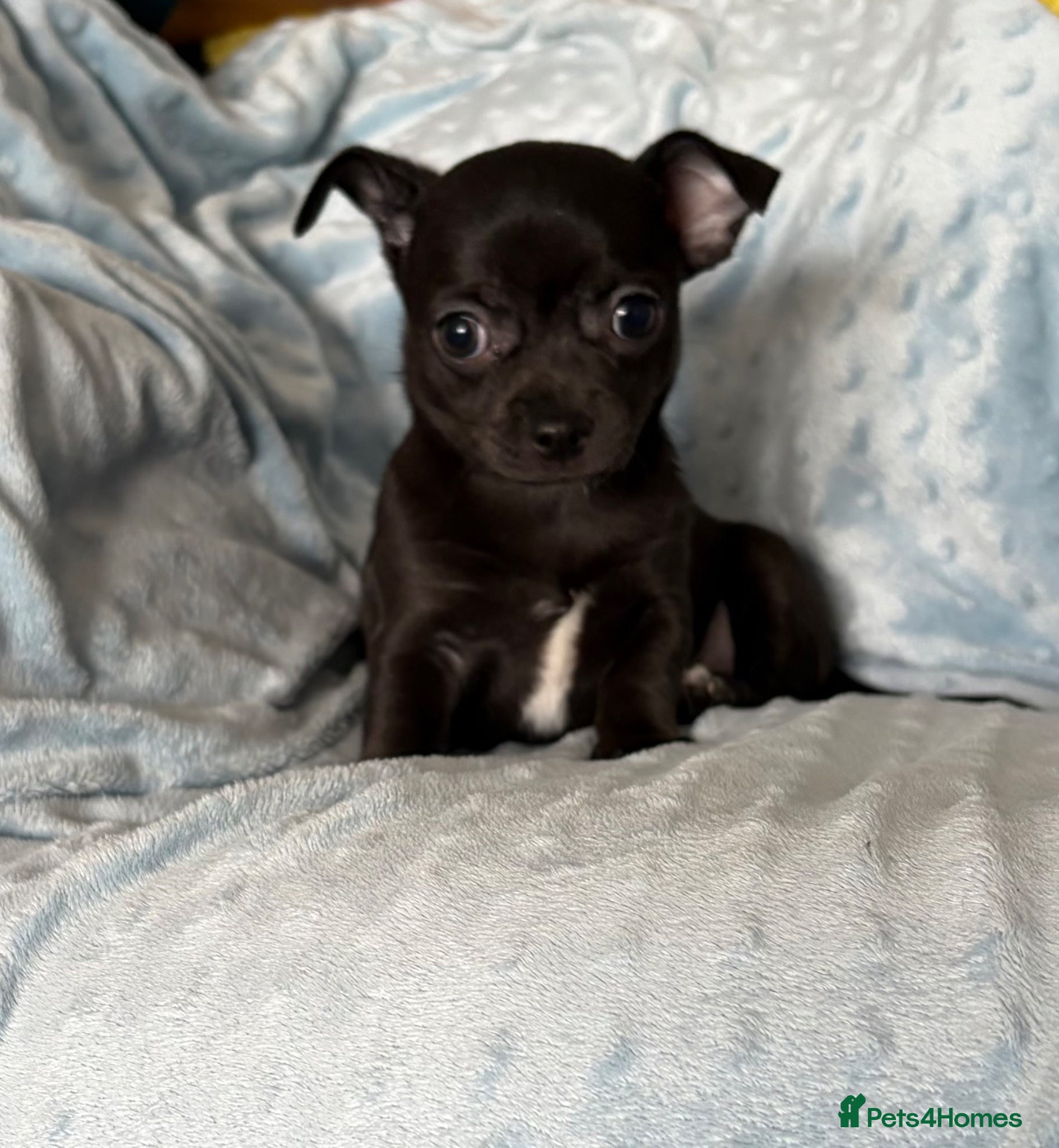 Chihuahua dogs Male Black Chihuahua Puppy - Advert 2