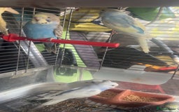 Budgerigars birds for sale: 6 baby budgies for sale  - Image 4
