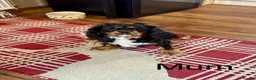 Cavalier King Charles Spaniel dogs for sale: * KC Registered Health Tested Puppies *  - Advert 13