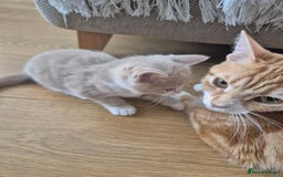 Mixed Breed cats for sale: Grey kitten  - Image 2