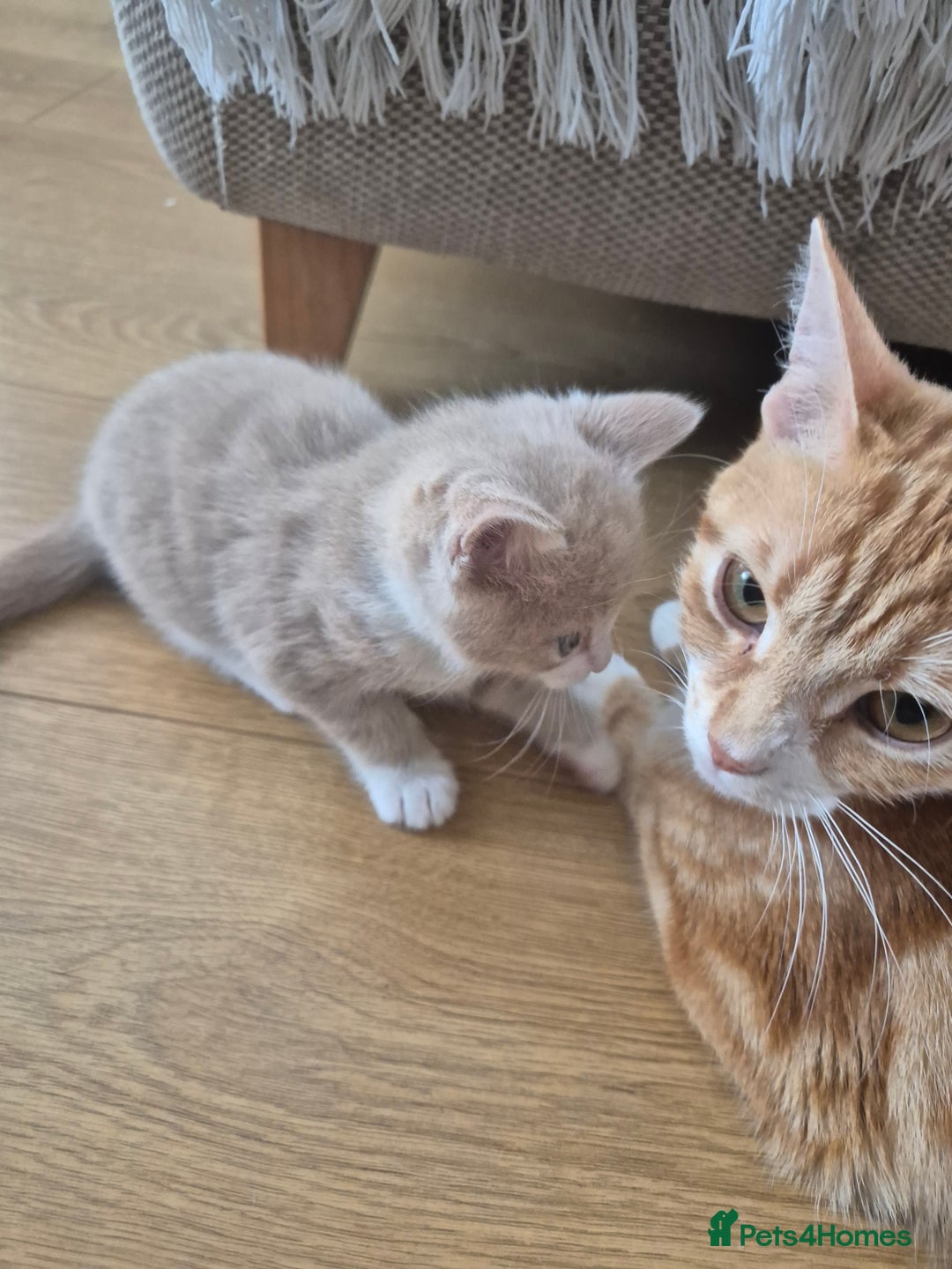 Mixed Breed cats for sale: Grey kitten  - Image 2