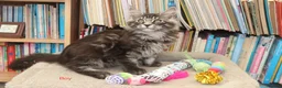 Maine Coon cats for sale: TICA registered, parents DNA tested negative - Advert 2