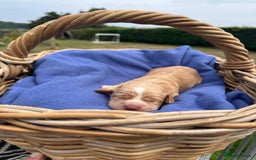 Cocker Spaniel dogs for sale: 1st Class ⭐️⭐️⭐️⭐️⭐️ Licensed - Image 8