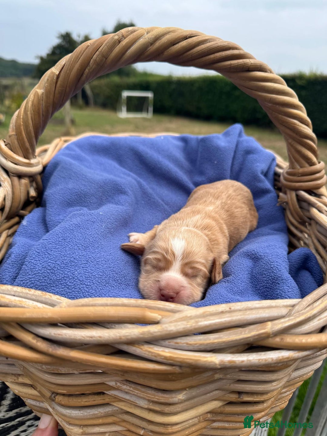 Cocker Spaniel dogs for sale: 1st Class ⭐️⭐️⭐️⭐️⭐️ Licensed - Image 8