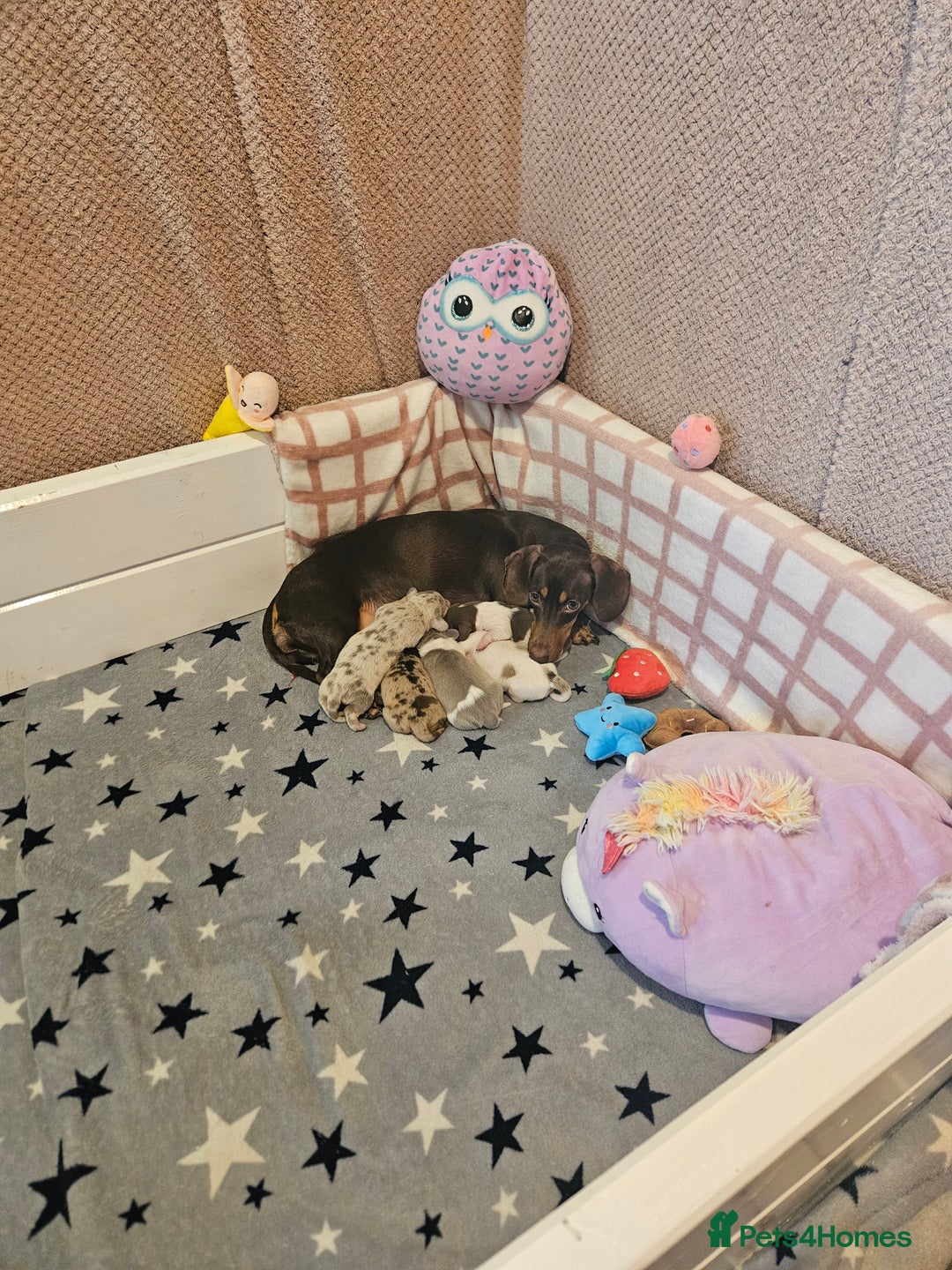 Miniature Dachshund dogs for sale: Stunning KC miniaturedachshunds KC - Advert 32