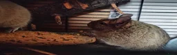 Degus rodents for sale: Two female degus! in Leeds - Advert 3