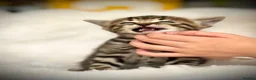 Mixed Breed cats for sale: 🐾 Beautiful Baby Kittens - Ragdoll x Bengal 🐾 - Advert 4