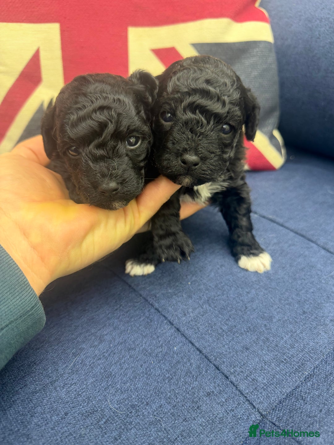 Maltipoo dogs for sale: Toy poodle cross maltipoo puppies little puppies  - Advert 9