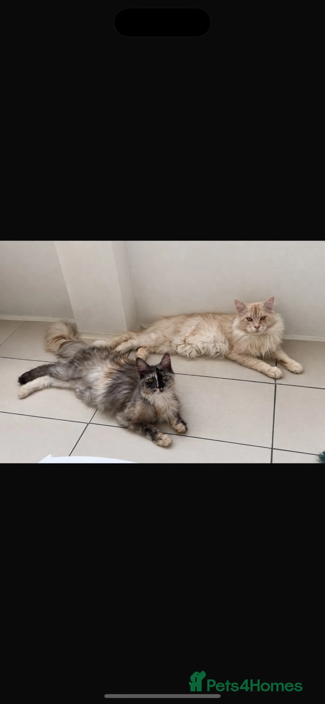 Maine Coon cats for sale: Beautiful mainecoon boy - last one remaining  - Advert 2