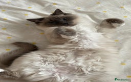 Ragdoll cats for sale: Gorgeous Mitted Bluepoint Ragdoll - Image 15