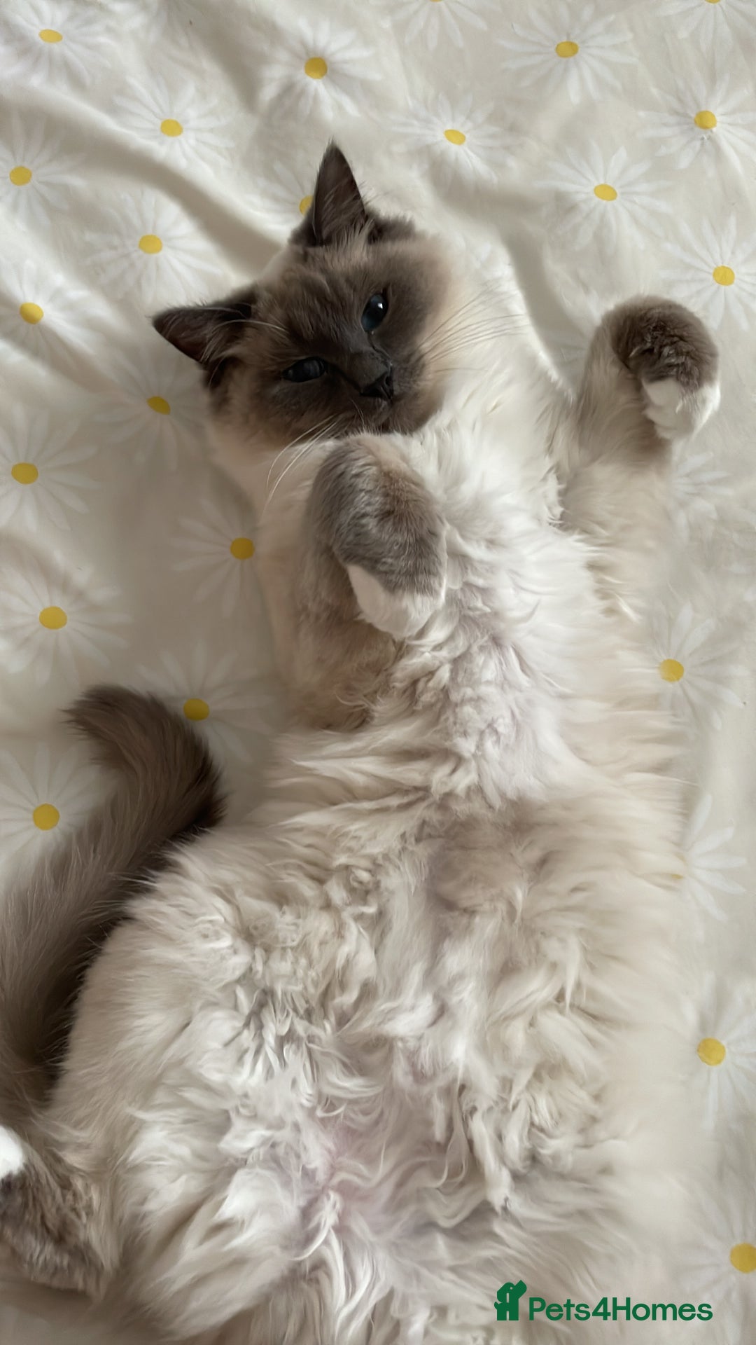 Ragdoll cats for sale: Gorgeous Mitted Bluepoint Ragdoll - Image 15
