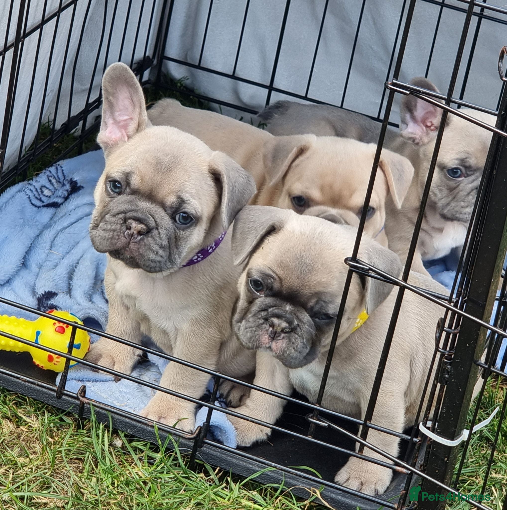 French Bulldog dogs Beautiful litter of 4 French bulldog - Advert 5