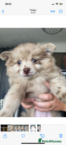 Pomchi dogs - Advert 4