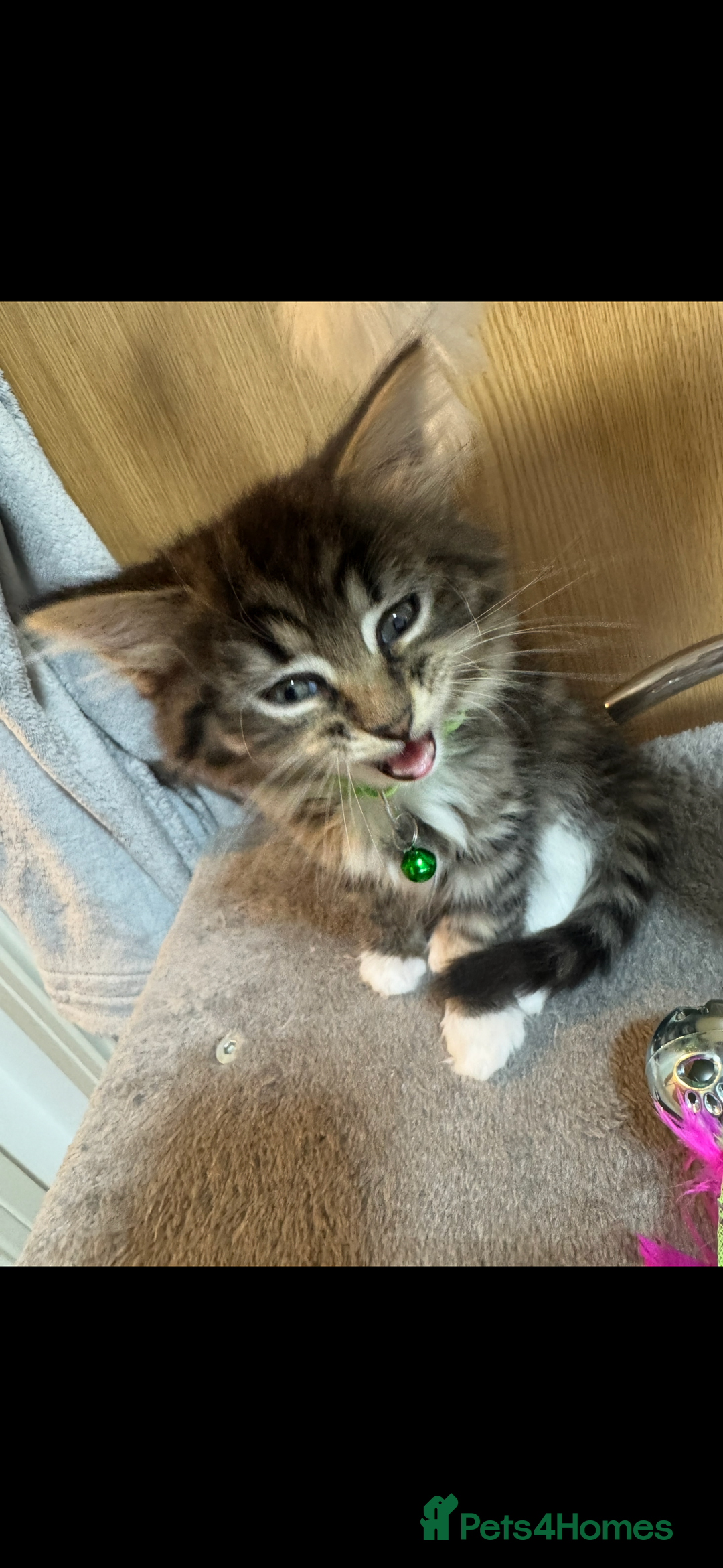 Mixed Breed cats for sale: 🌟 Gorgeous Fluffy Longhair Tabby Boy – 9 Weeks  - Advert 2