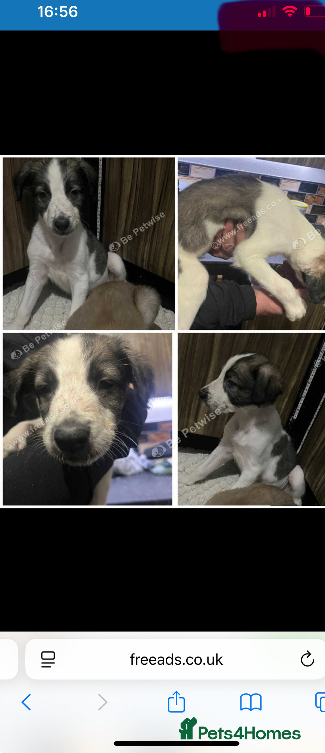 Saluki dogs for sale: Saluki - Advert 3