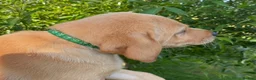 Labrador Retriever dogs for sale: KC Registered Labrador Retriever puppies  - Advert 32