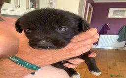 Lurcher dogs for sale: Lurcher puppies  - Image 2