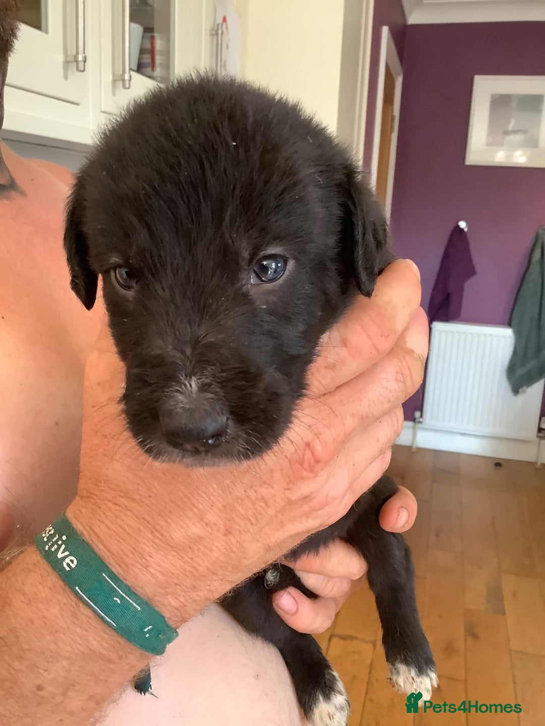 Lurcher dogs for sale: Lurcher puppies  - Image 2