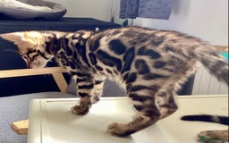Bengal cats for sale: STUNNING TICA REG Bengal kittens READY NOW  in Blandford Forum - Image 15