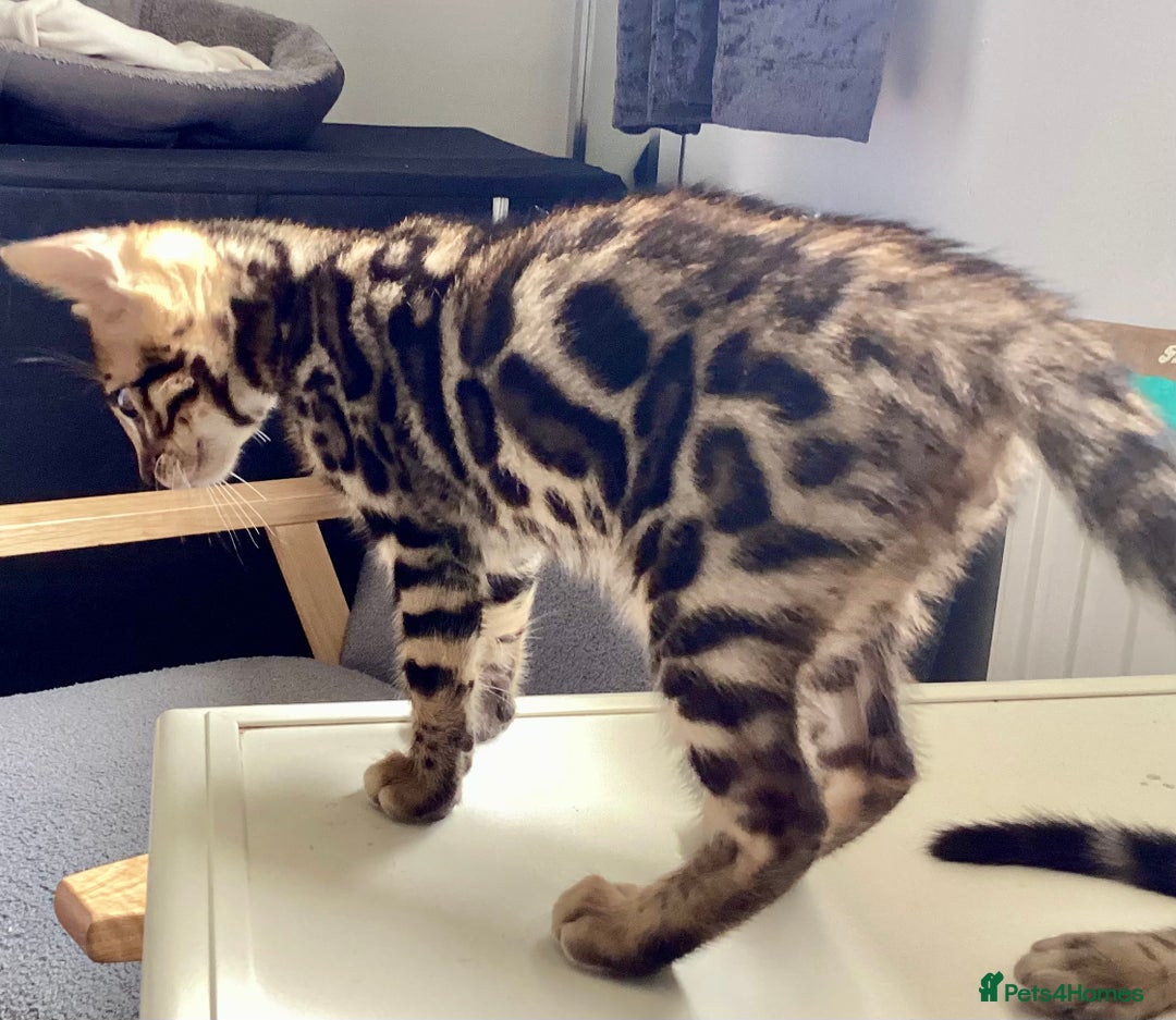 Bengal cats for sale: STUNNING TICA REG Bengal kittens READY NOW  in Blandford Forum - Image 15