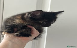 Mixed Breed cats for sale: 3 Gorgeous kittens For Sale - Image 12