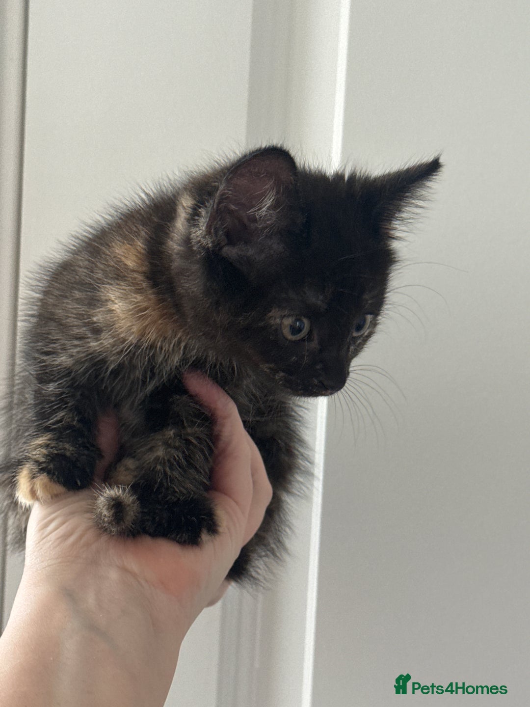 Mixed Breed cats for sale: 3 Gorgeous kittens For Sale - Image 12