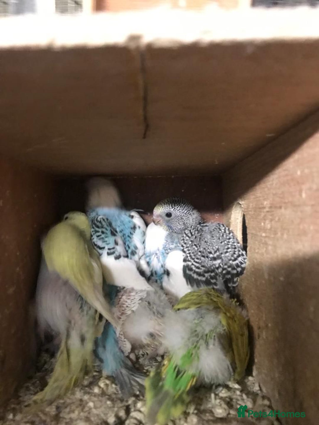 Budgerigars birds for sale: Budgies for sell - Advert 5