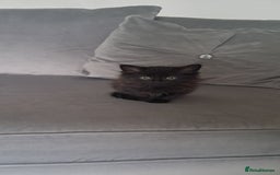 British Shorthair cats for sale: Gorgeous kittens ready now - Image 4