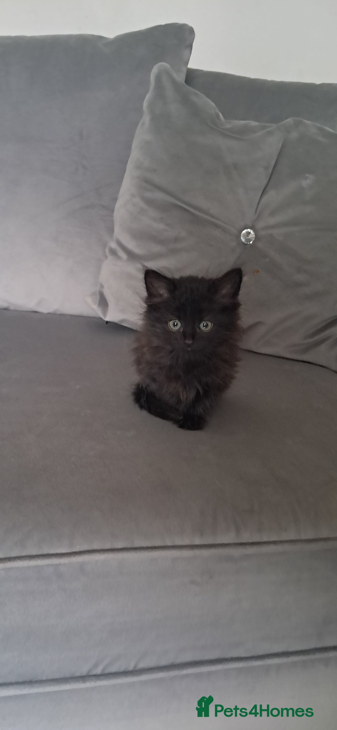 British Shorthair cats for sale: Gorgeous kittens ready now - Image 4
