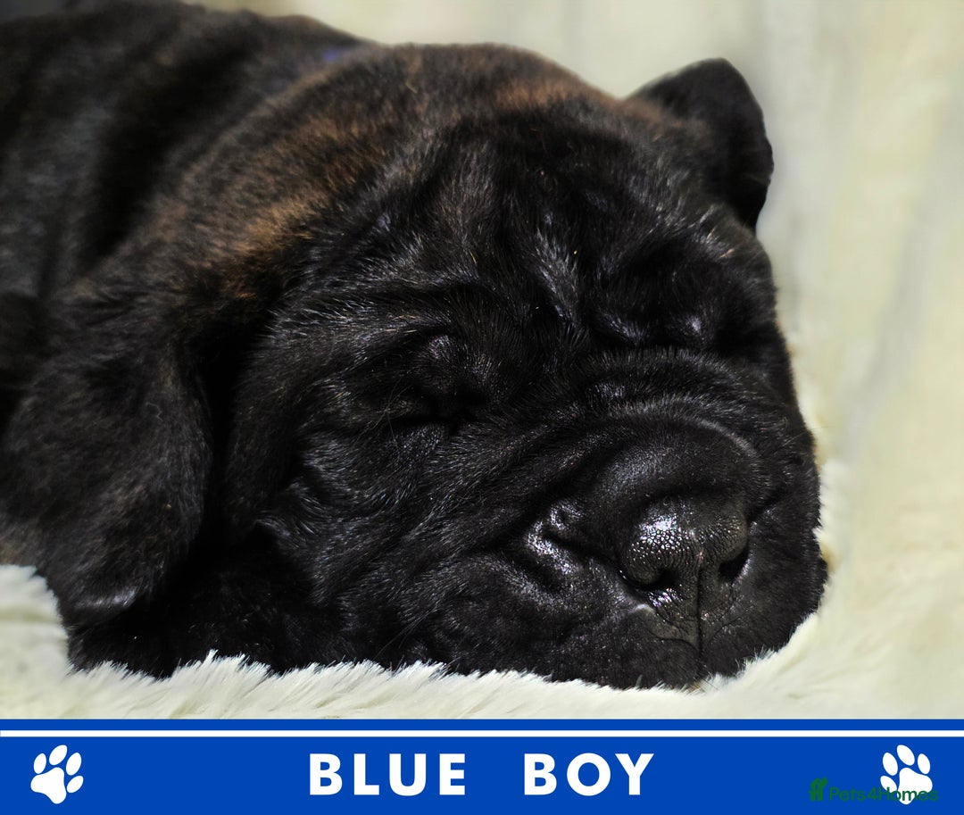 Cane Corso dogs for sale: ⭐️Cane Corso Pups⭐️Pure Championship Genes🏆 - Advert 7