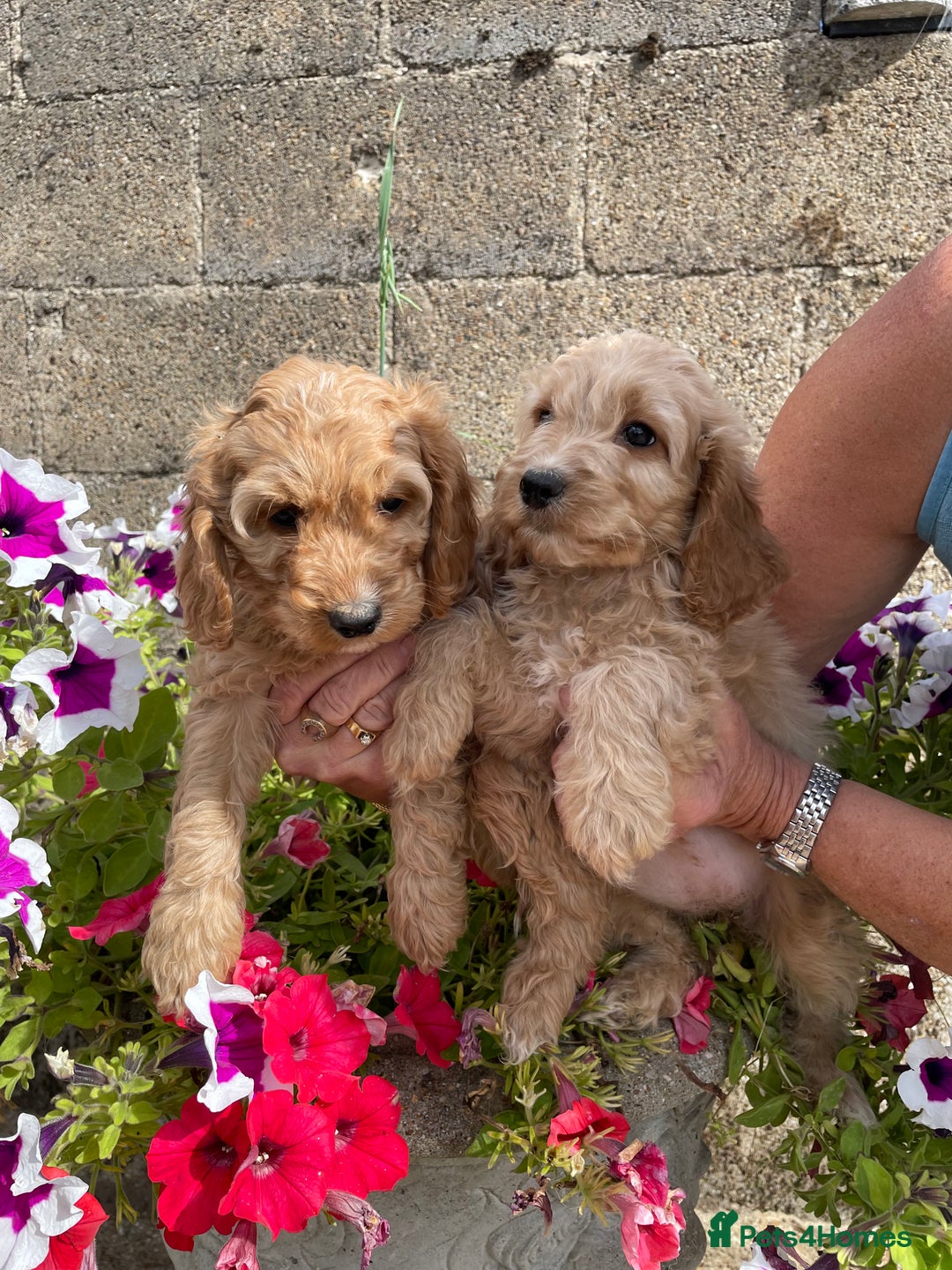 Cockapoo dogs for sale: QUALITY SMALL COCKERPOOS. - Image 13