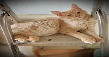 Maine Coon cats - Advert 4