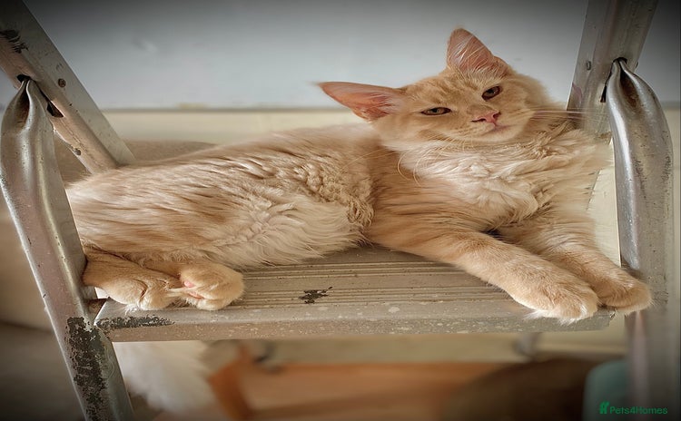 Maine Coon cats - Advert 7
