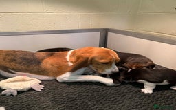 Beagle dogs for sale: Dialynne have puppies available  - Advert 2